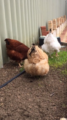 Chickens in the Garden